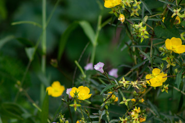 flores selvagens amarelas com espinhos
