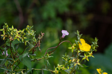 flores selvagens amarelas com espinhos