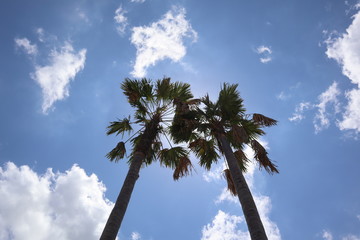 Kokosnussbaum m blauen Himmel - 262672397