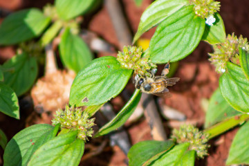 abelha européia africanizada inseto coletando pólen