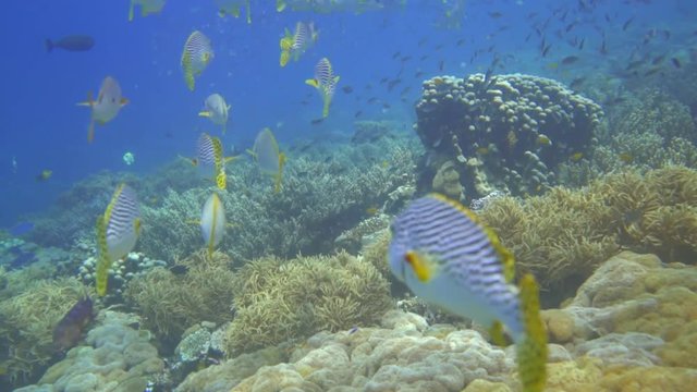 camera follow some oriental sweetlips swimming along the coran garden