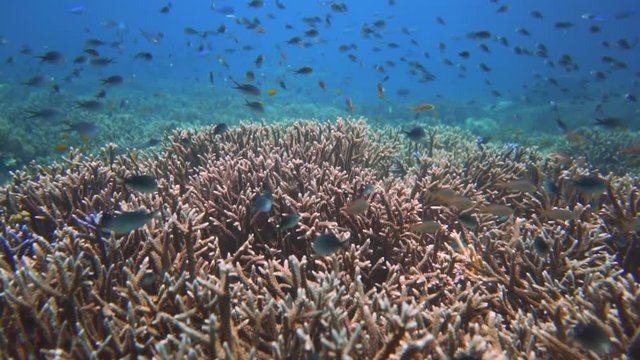 extraodrinary coral garden in Raja Ampat, Indonesia. filmed at Melissas garden. and explosion of colors of fish and corals