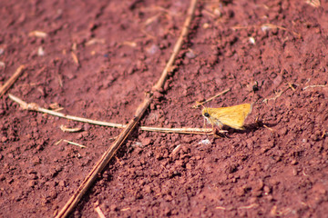 borboletas e mariposas se alimentando do orvalho de manhã