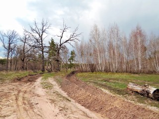 Landscape in the forest on a spring day.Green grass.Road