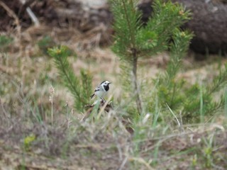 The bird sits on a branch in the forest.Birdie.It's spring.