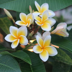 Fototapeta na wymiar asiatische, exotische, weiß gelbe duftende frangipani blüten