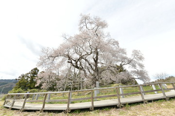 Obraz premium 戸津辺の桜