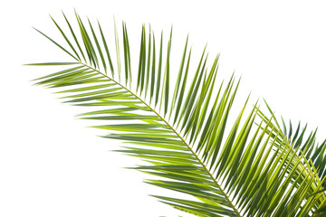 Obraz premium Beautiful close up tropical green palm leaf isolated on a white background