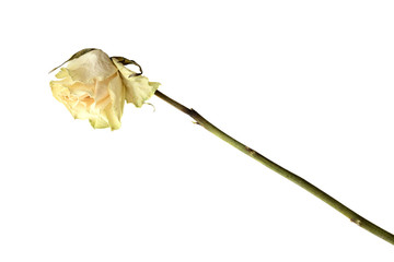 Dried rose flower close up isolated on white