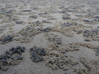 Ghost crab hole on the beach