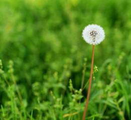 dandelion in a field of green