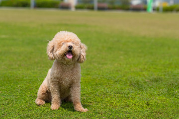 Dog Poodle sit down on the green lawn