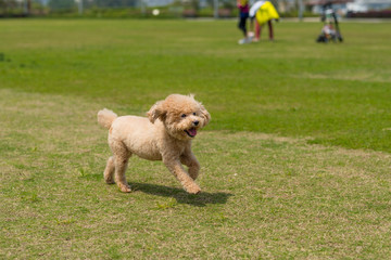 Dog poodle run in the park