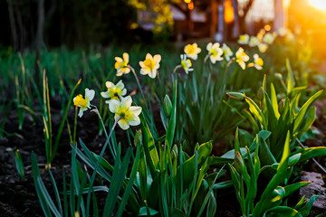 Spring background of daffodils flowers in the sunset. Beautiful blooming  flowerbed full of narcissus in sunshine. Natural backdrop for Easter holiday  or women day, 8 of march card, floral gift
