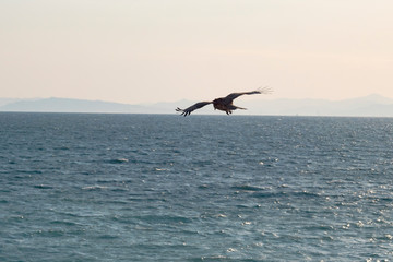 Fototapeta na wymiar 海に向かって飛ぶ鷹