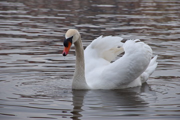 Obraz premium Portrait of the swan floating on the river