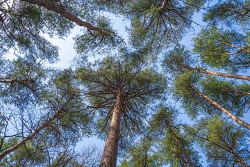 松の木