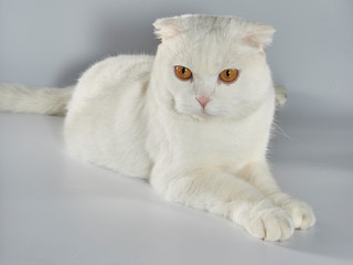 Cute white British short-hair cat, folded ear cat