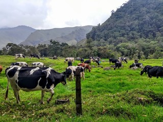 cows on pasture in mountains