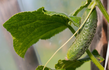 growing cucumber in a greenhouse