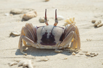 crab at the sea,  at thailand