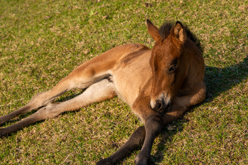 Fototapeta premium 都井岬の仔馬