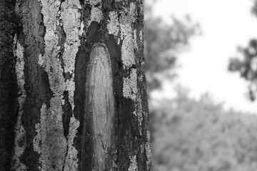 The texture of the pine tree is used by the sap