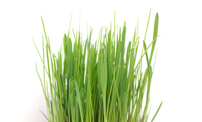 Grass in a pot on a white background.