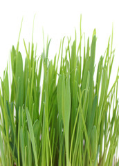 Fototapeta na wymiar Grass in a pot on a white background.