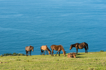 都井岬の御崎馬と海