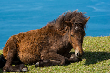 Fototapeta premium 都井岬の御崎馬の子供
