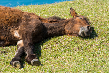 都井岬の御崎馬の子供