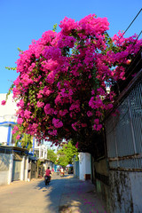 Fototapeta na wymiar Amazing decorative front of house by bougainvillea flower bush