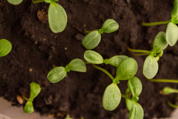 old wooden planks, shabby boards, grunge background for designers 