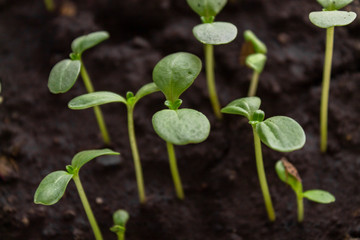 old wooden planks, shabby boards, grunge background for designers 