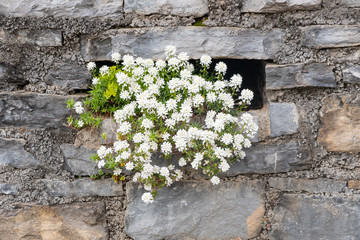 Small white flowers on stone wall