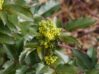Fototapeta premium Mahonia faux houx ou Mahonia à feuilles de houx (Berberis aquifolium)