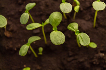 old wooden planks, shabby boards, grunge background for designers 