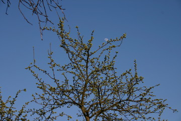 tree and sky