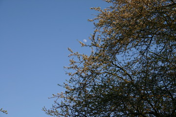 tree and blue sky