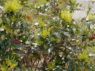 Mahonia faux houx ou Mahonia à feuilles de houx (Berberis aquifolium)