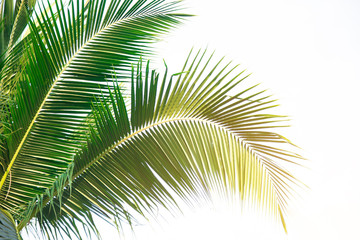 Fototapeta premium Szczegóły drzew kokosowych z miękkiego światła tła lub stylu vintage.