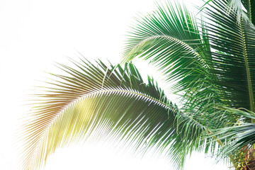 Fototapeta premium Detail of coconut trees with soft light background or vintage style.