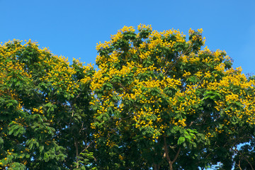 Fototapeta na wymiar Leopard tree bloom yellow flower among green leaf on blue sky background