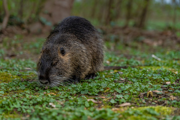 Coypu or Nutria rodent in the wild