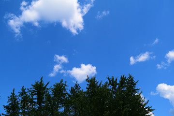 View from below through dark trees against the sky with white clouds.
