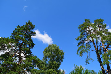 View from below through the pine trees to the sky blue with white clouds.