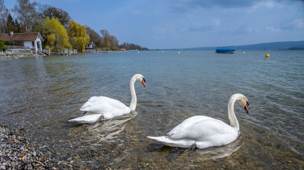 White swan in water scene