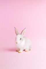 Little tame rabbit on pink background. Dwarfish pet