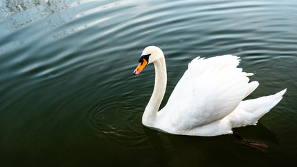 White swan in water scene